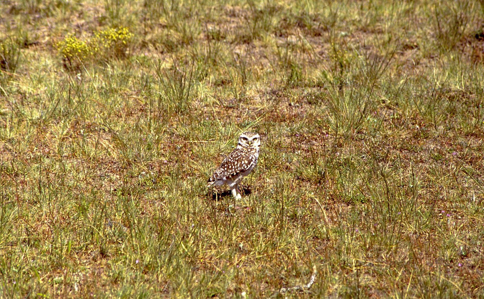 Valdés Peninsula 08